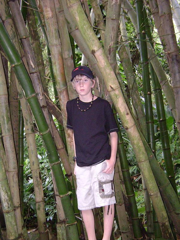 Library - 4905.jpg - David in the bamboo